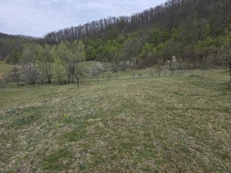 Teren de 11000 mp, în Ribița
