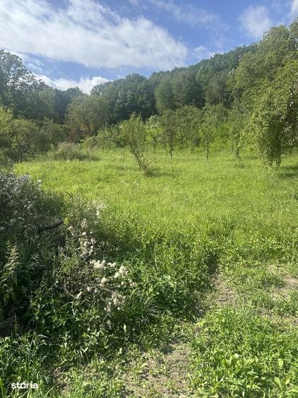 Telega - casa - teren 13000 mp/8000mp padure - 170000 Euro - 11