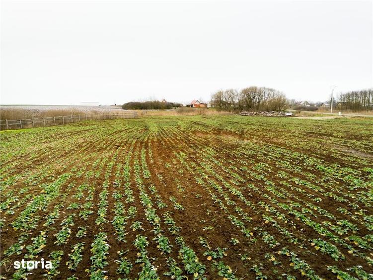 Teren de 5000 mp, în Sânnicolau Român