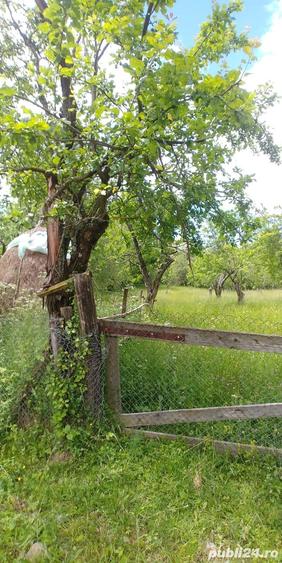 Teren de 7000 mp, în Tănăsești