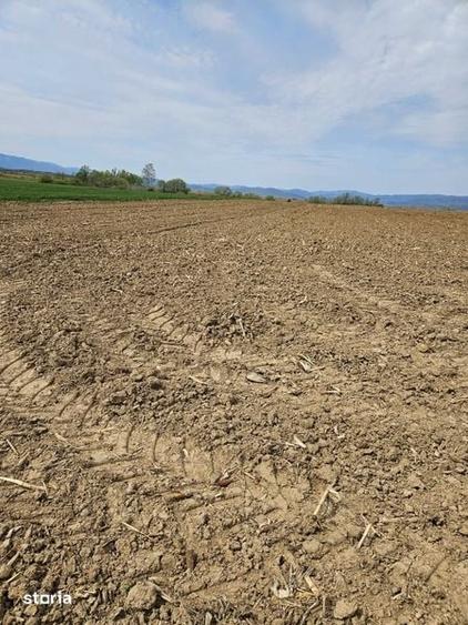 Vanzare teren agricol extravilan - 4