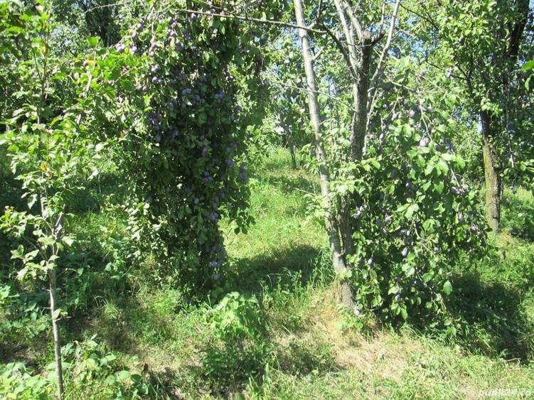 Teren de 4000 mp, în Drăgăneasa