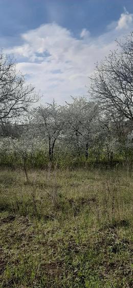 Teren de 9979 mp, în Rediu (Răuseni)