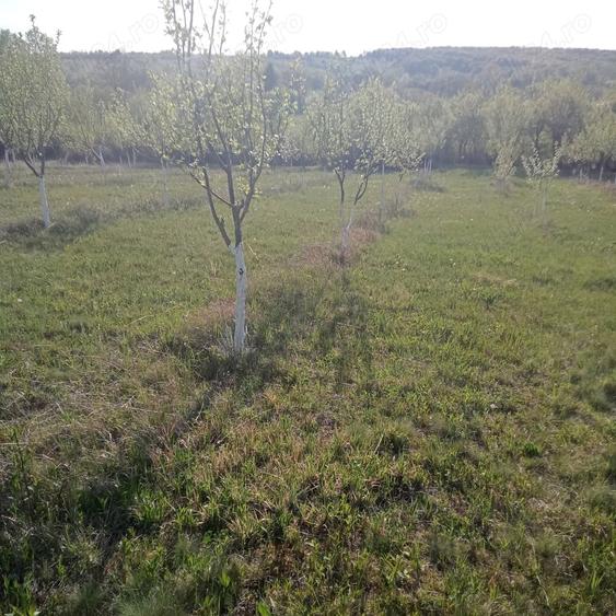 Teren de 7700 mp, în Dumbrăveni