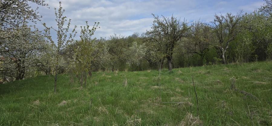 Teren Construcții intravilan de 3347 mp, în Chinteni