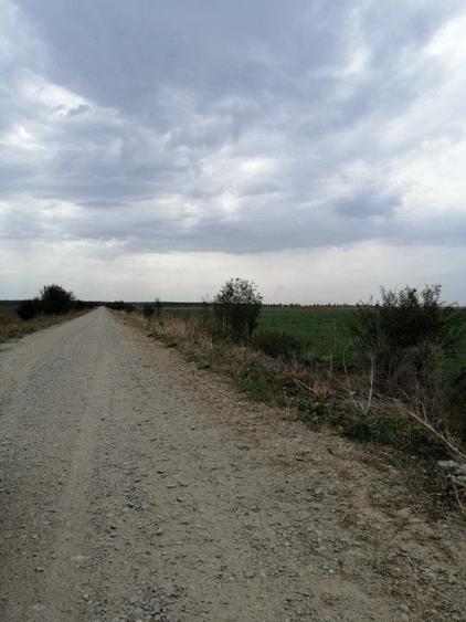 Teren Construcții intravilan de 6000 mp, în Brănești