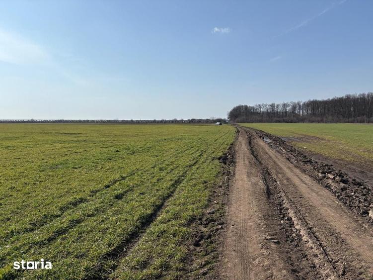 Teren 10700 MP Lotizat in parcele de 500 MP AFUMATI - 1