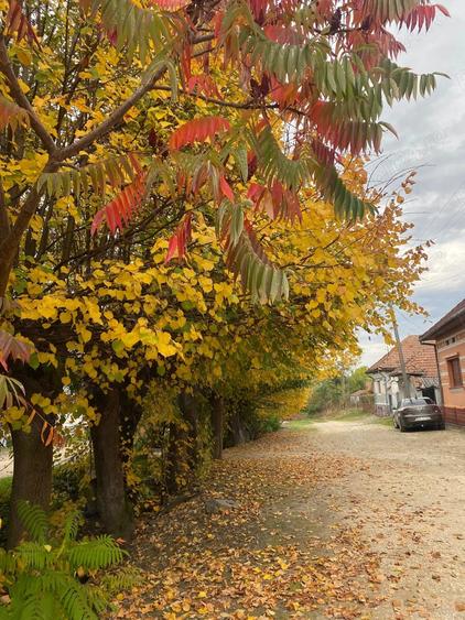 Teren de 2055 mp, în Sâmbăta de Sus