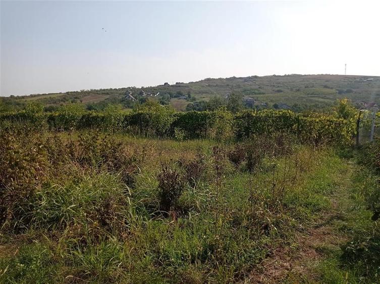 Teren Construcții intravilan de 1008 mp, în Tomești