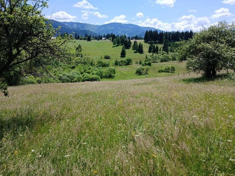 Teren de 25000 mp, în Panaci