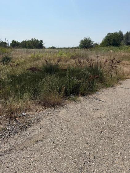 Teren de 4950 mp, în Almăj