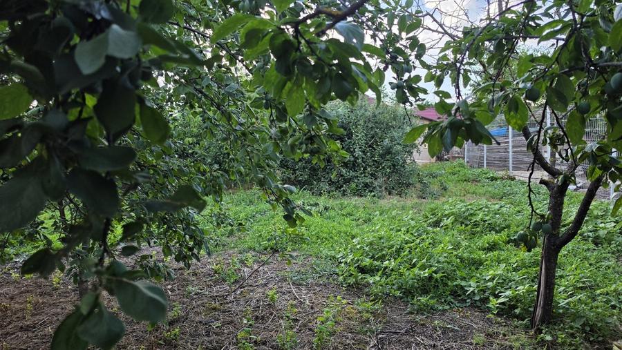 Casă cu potențial, 4 camere, lângă pădure-Jud Giurgiu-Mihai Bravu. - 8