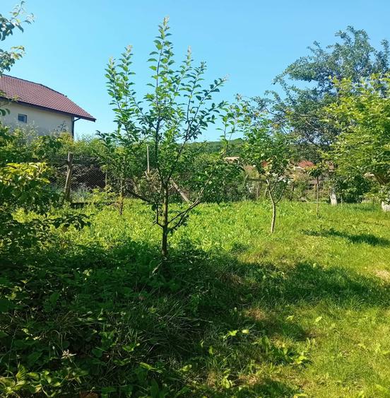 Casă cu 4 camere cu Teren 1100 Mp în Mănăștur