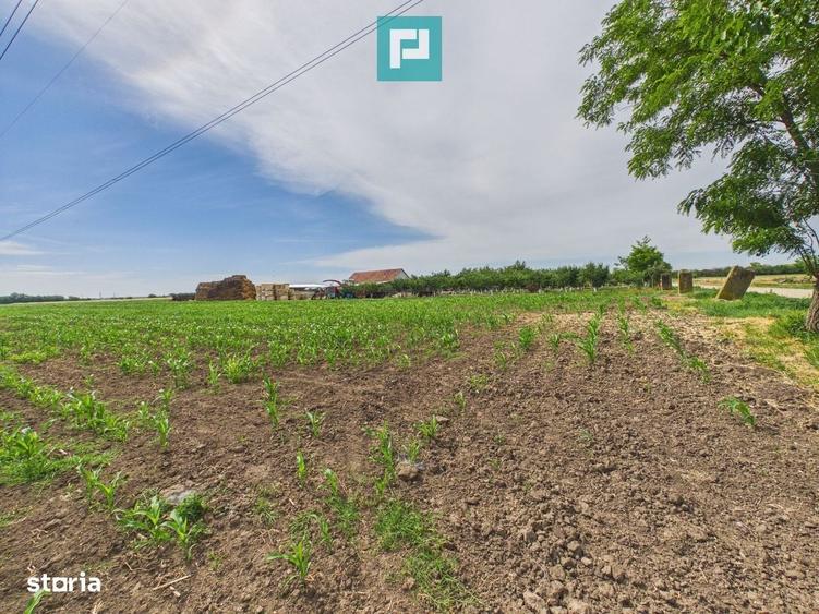 Teren extravilan in suprafata de 10.000 mp, Arad - 11