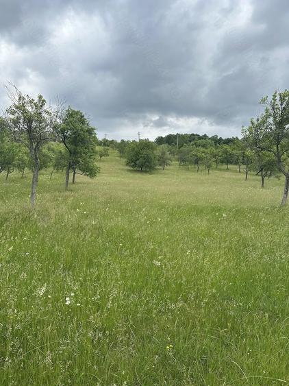 Teren de 27510 mp, în Teregova