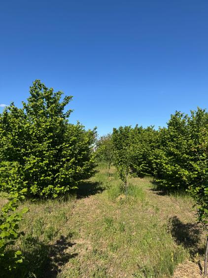 Teren de 20000 mp, în Semlac
