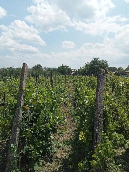 Teren de 2400 mp, în Războieni