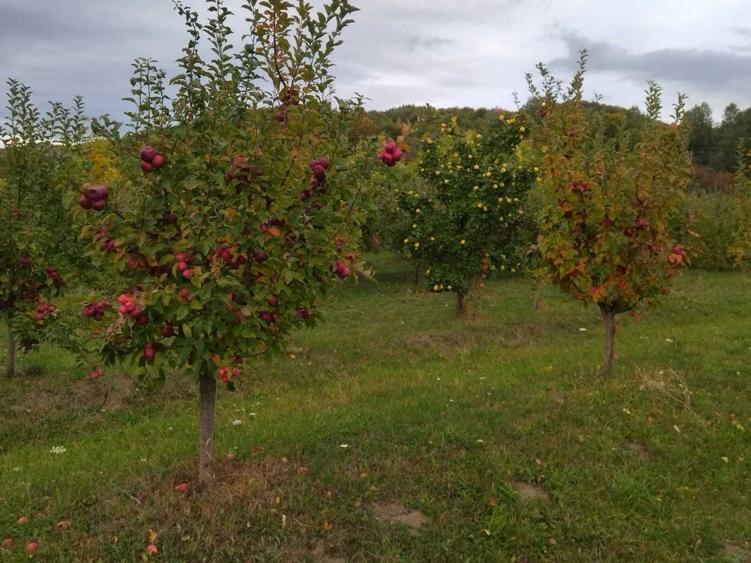 Spațiu comercial, în Bârseștii de Jos