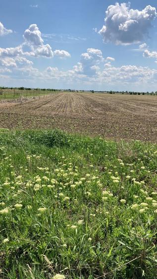 Teren agricol extravilan de 5855 mp, în Clinceni
