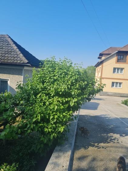Casă individuală cu 5 camere cu Teren 4500 Mp în Linia (Budești)