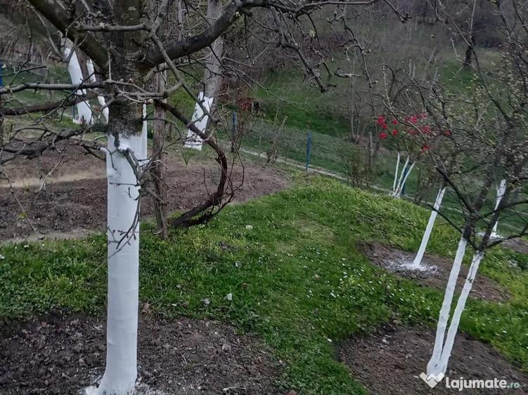 Teren de 10000 mp, în Tomșani