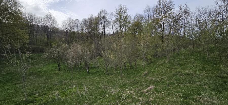 Teren de 3320 mp, în Provița de Sus