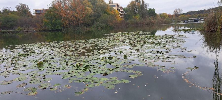 Teren agricol extravilan de 19996 mp, în Snagov