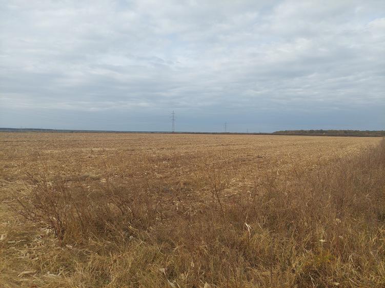 Teren Construcții intravilan de 9844 mp, în Dumbrava