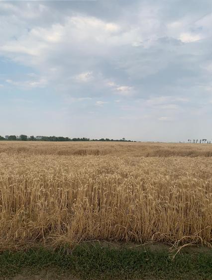 Teren Construcții intravilan de 30000 mp, în Ștefăneștii de Jos