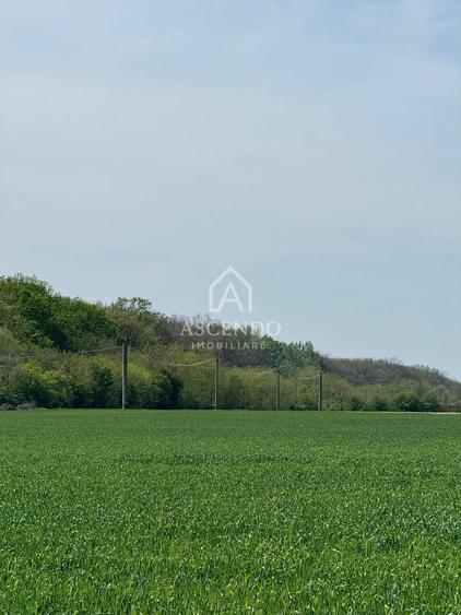Teren agricol extravilan de 7000 mp, în Tamași
