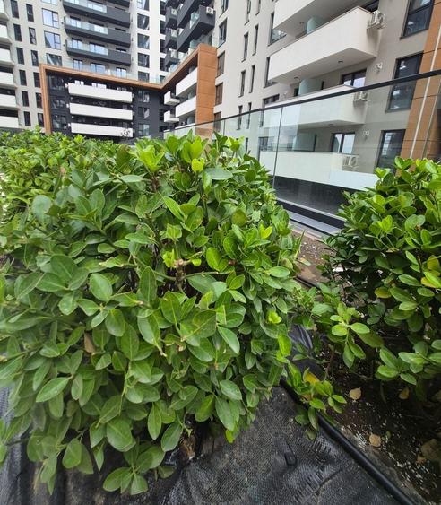 Apartament cu 2 camere semidecomandat în Theodor Pallady