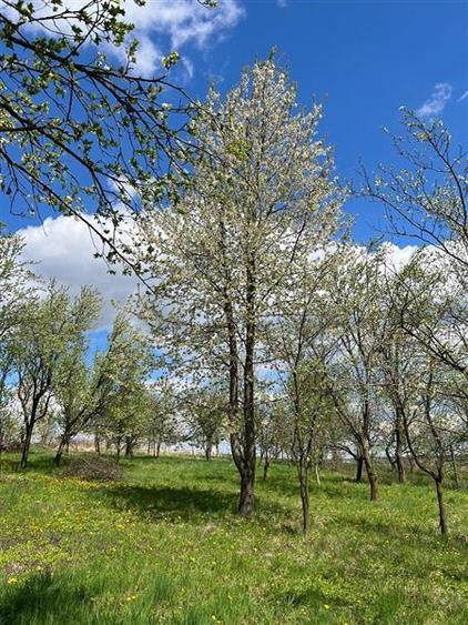 Teren intravilan de 4872 mp, în Antoceni
