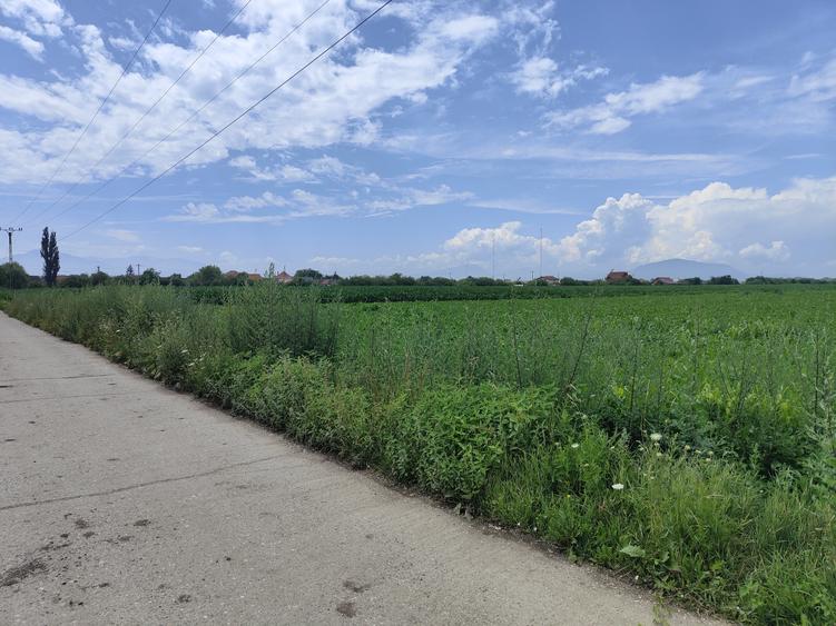 Teren Construcții intravilan de 15000 mp, în Bod