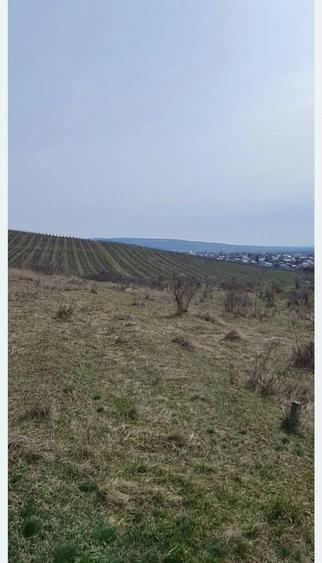 Teren viticol intravilan extravilan 3,5 ha - 1
