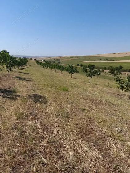 Teren de 33400 mp, în Central
