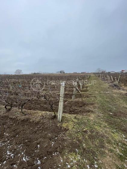 Teren Construcții intravilan de 4209 mp, în Chicerea