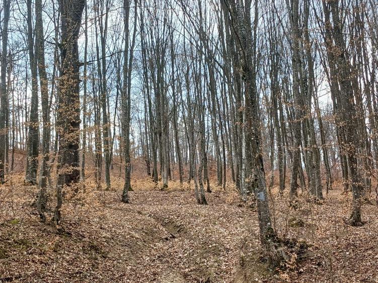 Padure compacta de vanzare activ forestier + venit din Carbon X - 1
