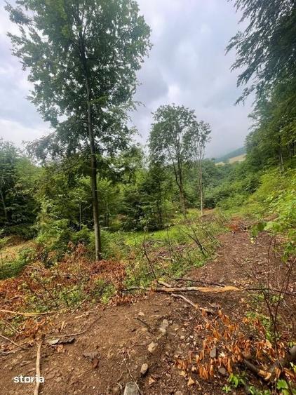 Teren de 26000 mp, în Central