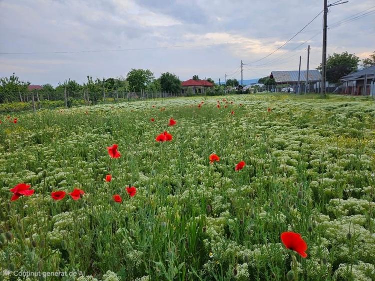 Teren Construcții intravilan de 903 mp, în Câmpineanca