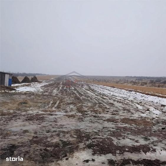 Teren de 1695 mp, în Mitocu Dragomirnei