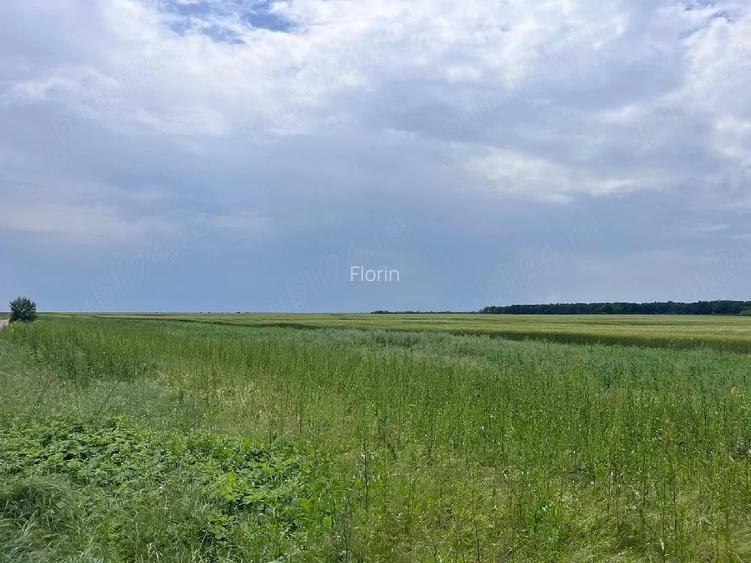 Baneasa, jud Giurgiu, teren agricol 28 ha