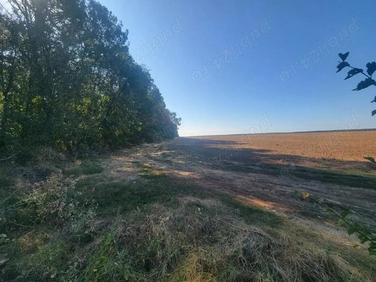 Teren de 250000 mp, în Comana