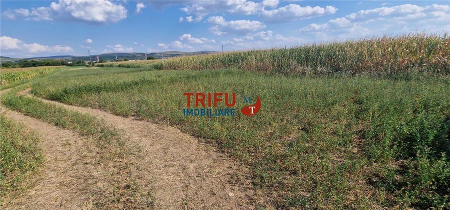 Teren Construcții intravilan de 5900 mp, în Periferie