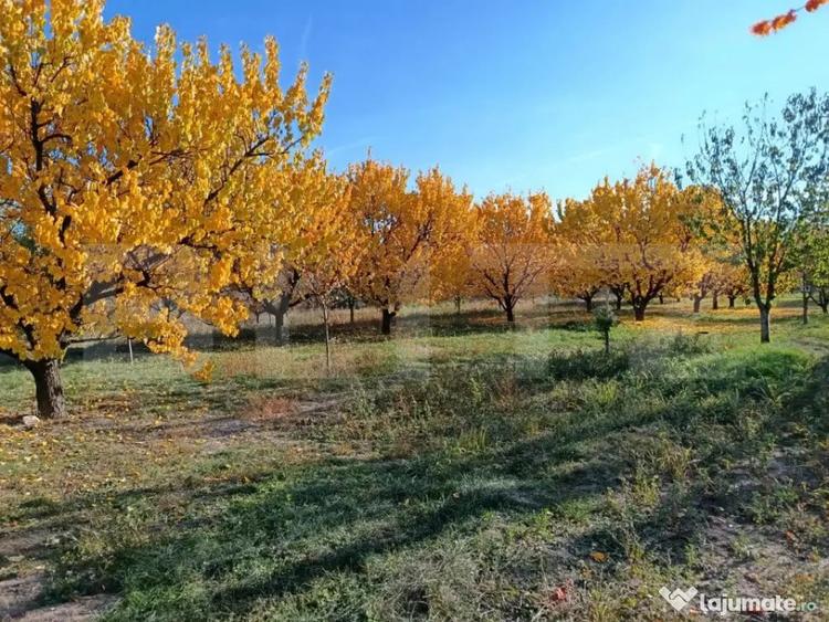 Teren de 6360 mp, în Măgurele