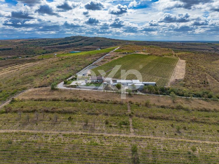 Teren agricol intravilan de 23000 mp, în Buziaș