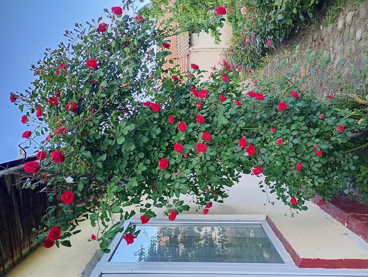 Casă cu 6 camere cu Teren 2200 Mp în Jilavele