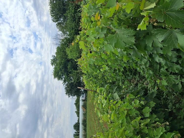 Teren de 1000 mp, în Hotarele