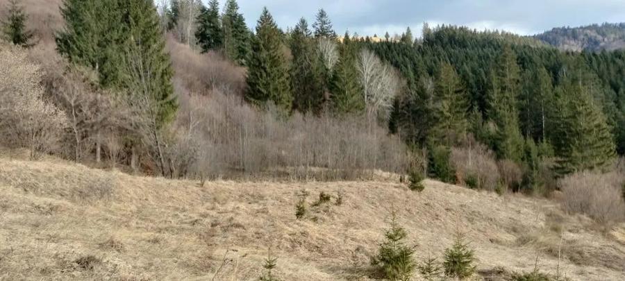 Teren de vanzare Bucovina - 2