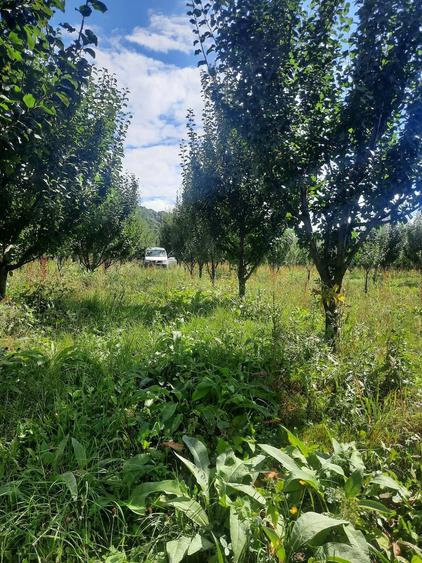 Teren de 6700 mp, în Micloșanii Mari