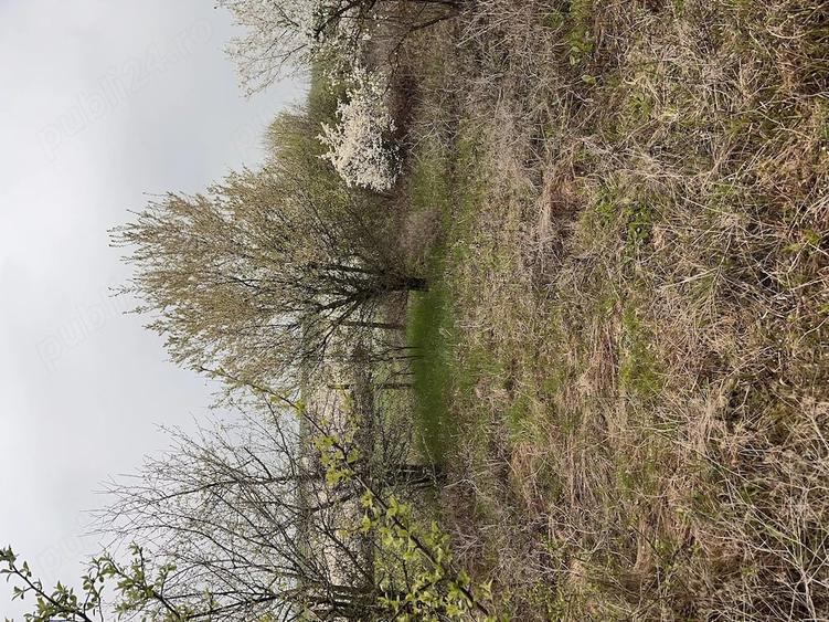 Teren de 5800 mp, în Pișchia